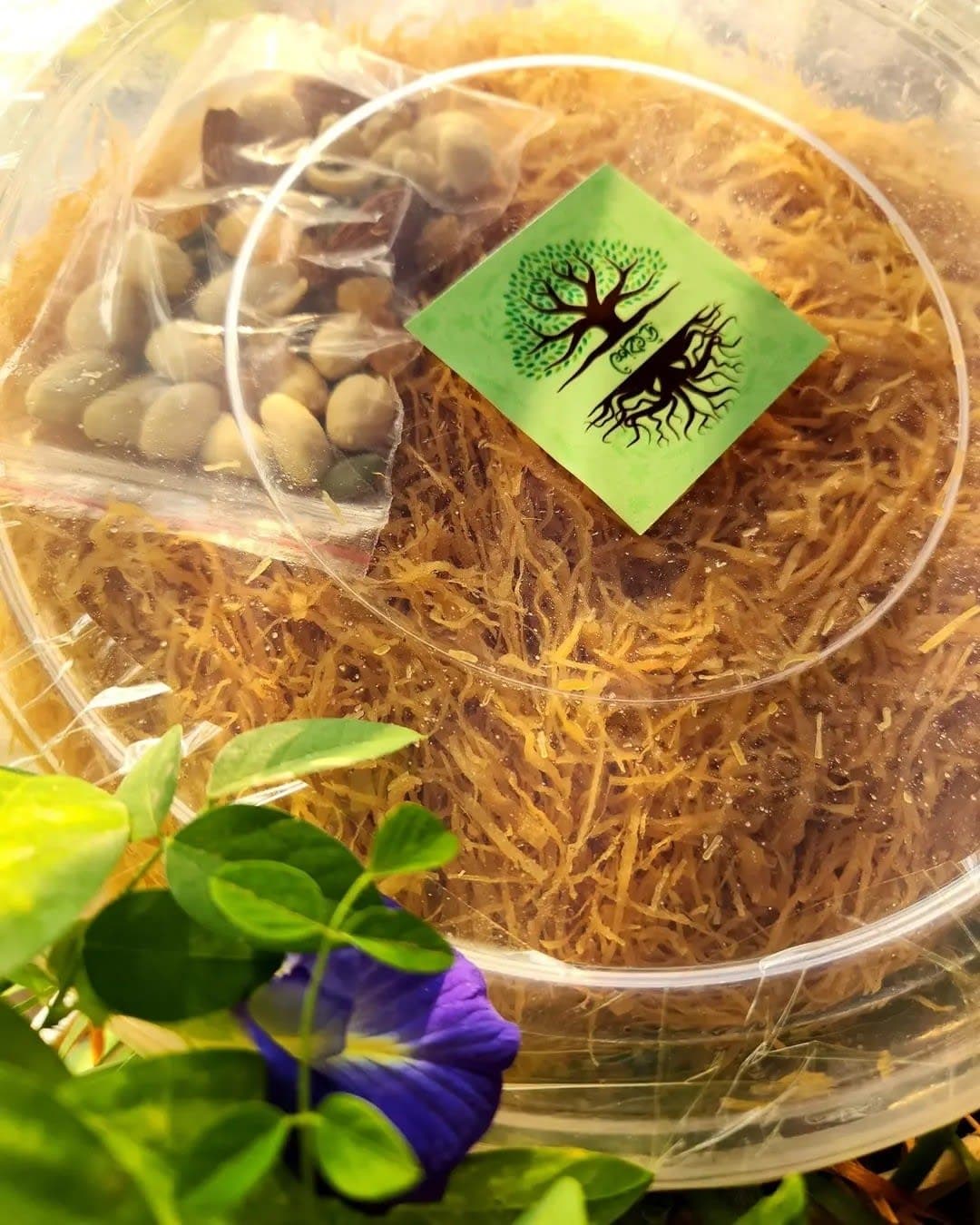 স্পেশাল লাচ্ছা সেমাই