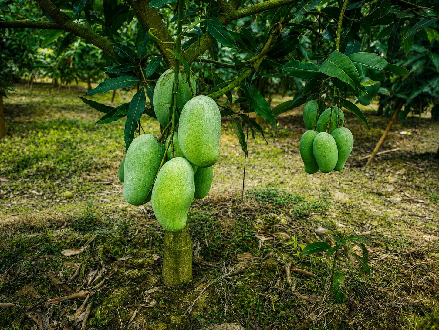 আম্রপালি আম