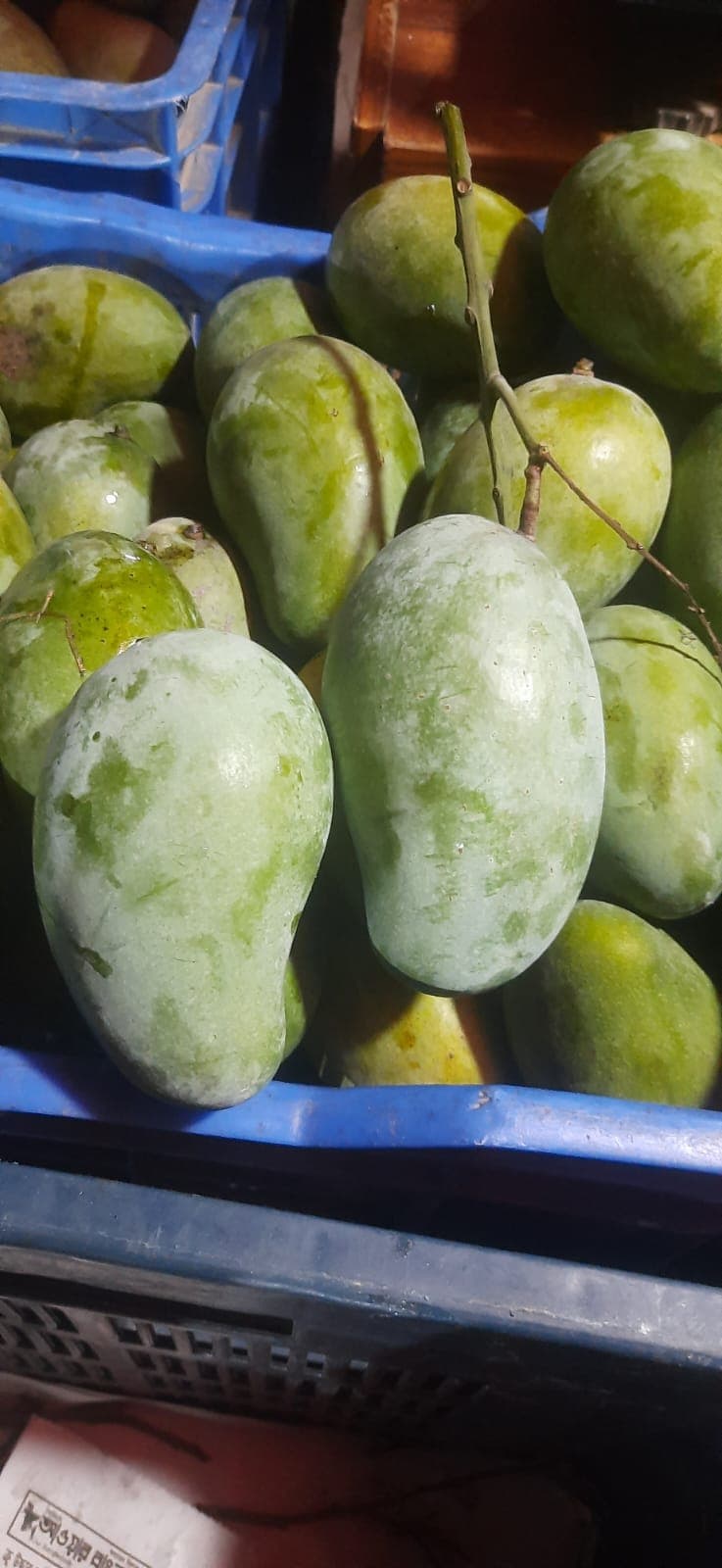 ফজলি আম
